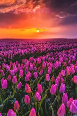 tulips