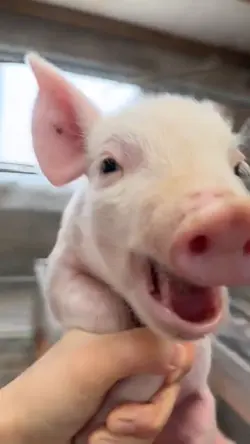 Babi muter di pegang