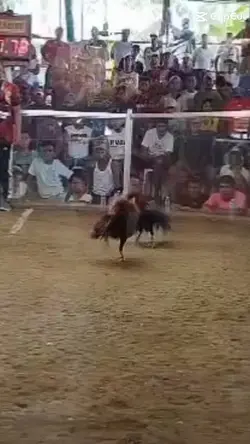 highlights 