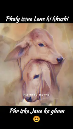 ADD COW MOVEMENT 