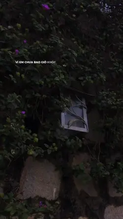 Vì em chưa bao giờ 