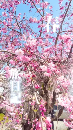 8枚！春の旅日記にどうぞ！