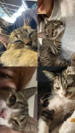  gato
