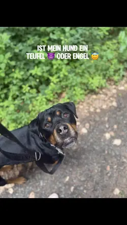 AI Engel oder Teufel