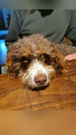 kalte Hundeschnauze 