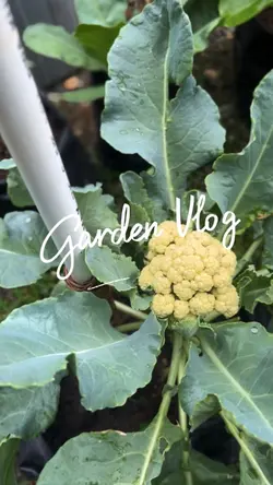 Garden Mini Vlog