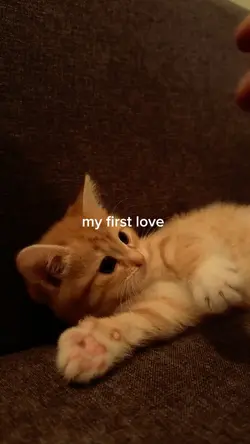 cute cat