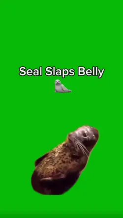 Seal Slaps Belly