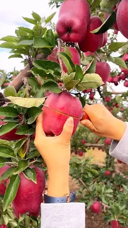 fruit