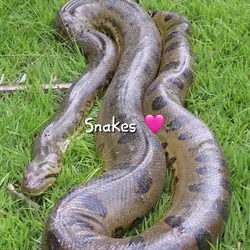 Snakes 🥰★