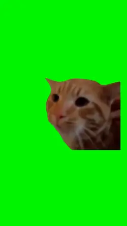 Cat Screaming
