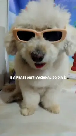 motivacional pet
