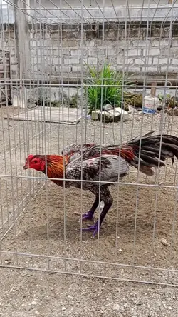 AYAM LAGA
