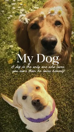 My dog templates 