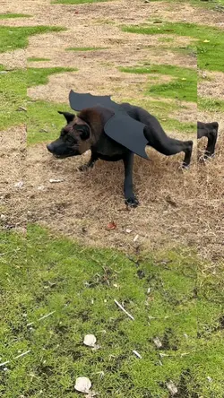 Hunde 