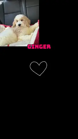 Ginger the Poodle 
