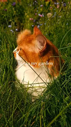 life in my garden 