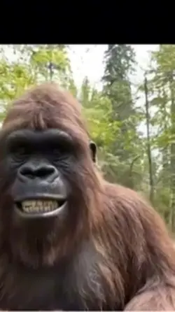 Gorilla dating 