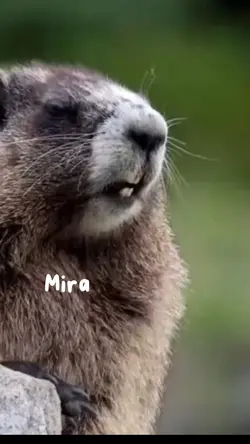 miraa🤭