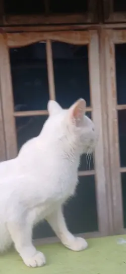 funnycat kucing lucu