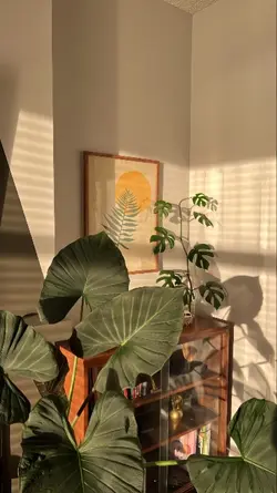 filter iPhone 