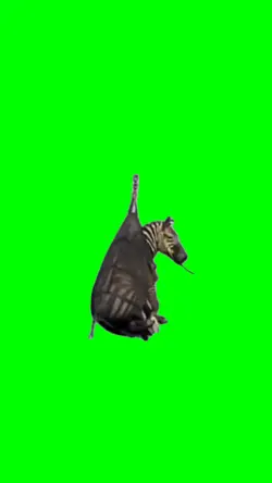 Flying Zebra