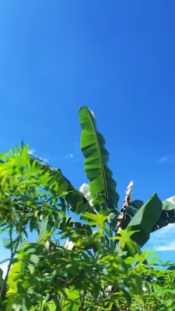 Boom pa boom pa