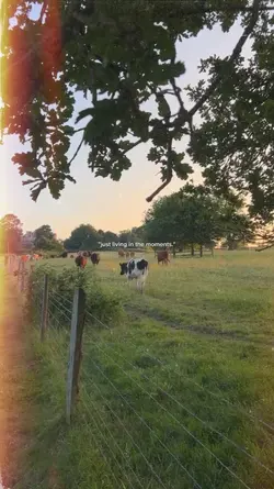 country vibes story
