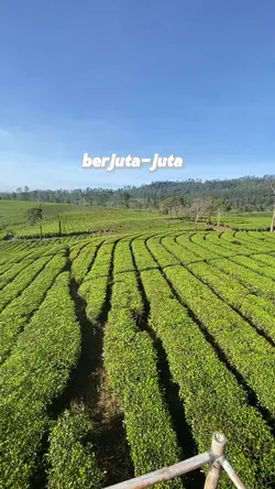 Haha tuh tingali