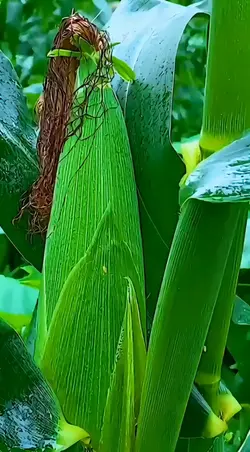 Ghép trái bắp