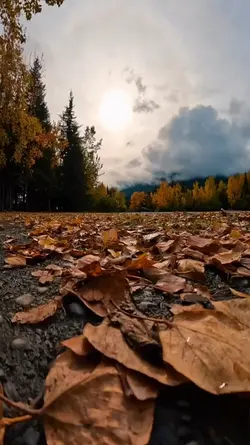 rimba cintaku slowmo