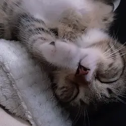 EDIT FOR CAT