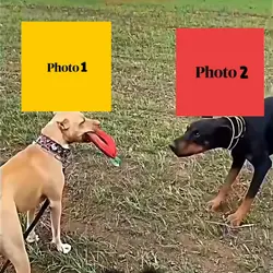 NEW VIRAL TEMPLATE