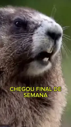 Feliz dia das mães 