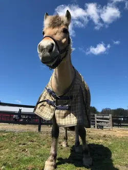 KONIKI