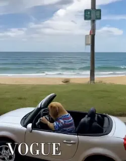 Dog  driving