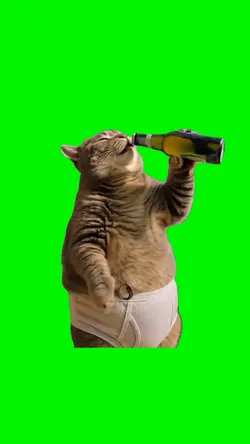 Funny Cat Meme
