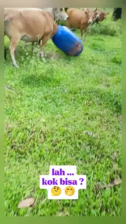 sapi cari gara²