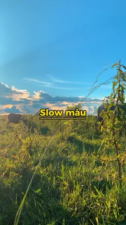 Slow màu