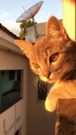 Gato