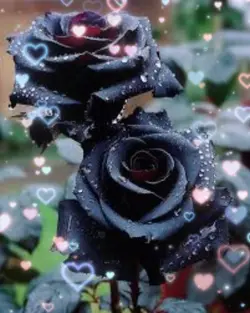 Black rose 🥀 