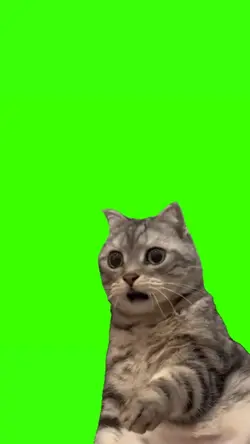 kucing shock