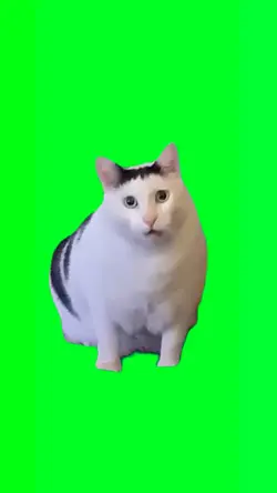 Cat Green Screen