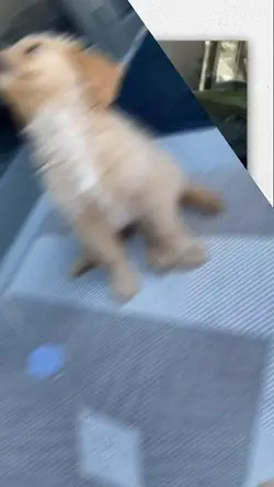Little paw  moments 