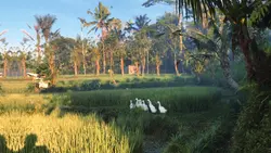 SLOWMO
