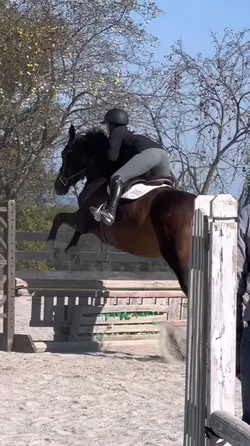 Okkk 🤩 | EQUESTRIAN‼️