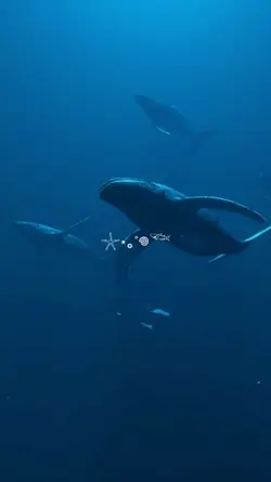 ocean