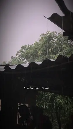 Ôi mùa mưa tới rồi 