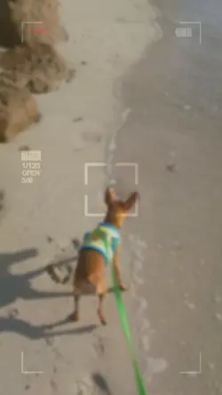 Dog Vlog