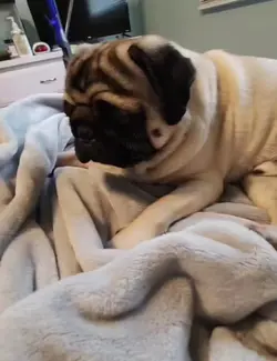 My dog